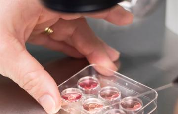 noticias cadiz investigacion_0.jpg