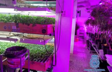 noticias cadiz plantacion en jerez.jpg