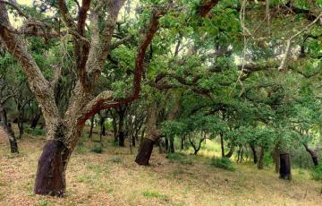 noticias cadiz alcornocales_0.jpg