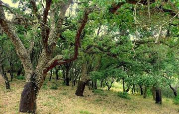 noticias cadiz alcornocales1.jpg