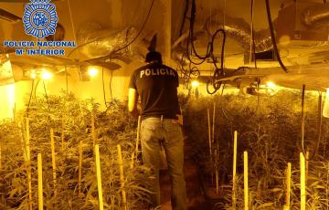 noticias cadiz 2018-08-21 Sanlúcar Plantación Marihuanaok.jpg