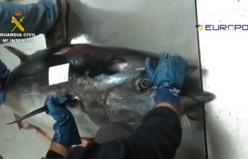 noticias cadiz_op_tarantelo_1.jpg