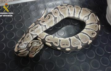 noticias cadiz serpiente piton.jpg