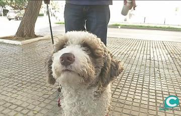noticias cadiz perros_7.jpg