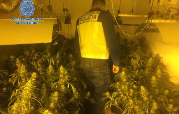 noticias cadiz Jerez Plantación Marihuana.jpg