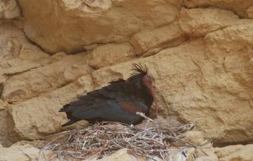 noticias cadiz ibis eremita.jpg