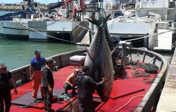 NOTICIAS CADIZ ALMADRABA.jpg