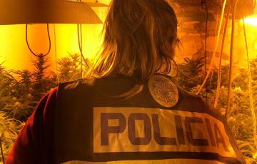 noticias cadiz  Sanlucar  plantacion.jpg