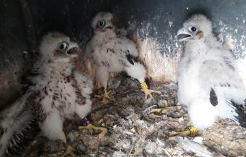 noticias cadiz halcones en puntales.jpg