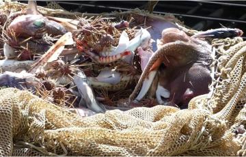 noticias cadiz raya.jpg