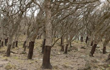 noticias cadiz alcornacales.jpg