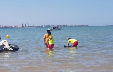 noticias cadiz delfin_0.jpg