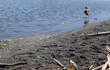 noticias cadiz rio.jpg