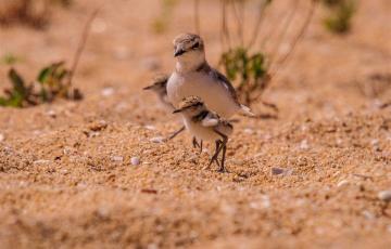 noticias cadiz chorlitejo patinegro_0.jpg