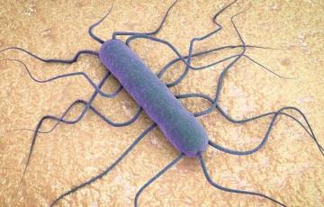 noticias cadiz listeriosis_0.jpg