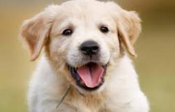 noticias cadiz perros.jpeg