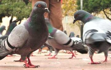 noticias cadiz palomas_0_0.jpg