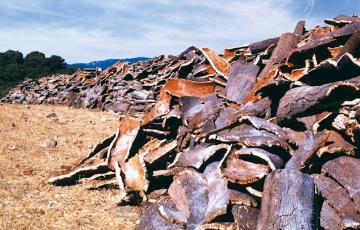 noticias cadiz corcho.jpg