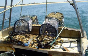 noticias cadiz pesca de arrastre.jpg