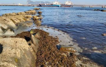 noticias cadiz alga invasora_1.jpg