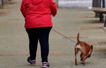 noticcias cadiz perros.jpg