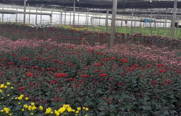 noticias cadiz flor cortada.jpg