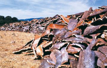 06_Corcho Alcornocales_interior.jpg