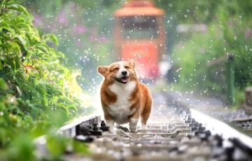 Se recomienda usar siempre productos adecuados para las mascotas