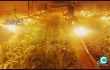 Plantación de Marihuana