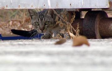 El ayuntamiento recuerda que está abierto el proceso para obtener un carné de persona alimentadora de gatos 