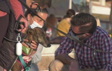 Solicitan franjas horarias autorizadas para bajar a la playa con sus perros