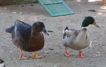 Las aves habían atacado a otras aves