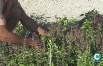 Uno de los voluntarios trabajando en el huerto ubicado en el solar de Cortadura