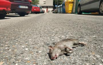 La A.VV. Manuel de Falla denuncia la presencia de roedores en las calles de La Laguna.