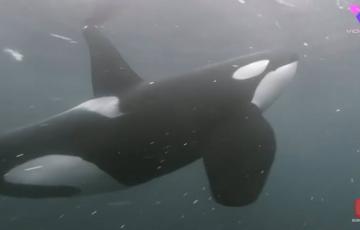Orca 