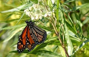 Imagen tomada de la página web de la Universidad de Córboba