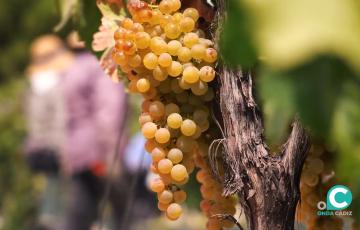 Las Bodegas Barbadillo, que han cumplido 200 años desde su fundación, es una de las galardonadas