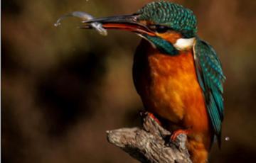Foto de Martín Pescador, tomada por Rafa Izquierdo