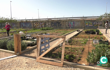 Los huertos urbanos en Cortadura.