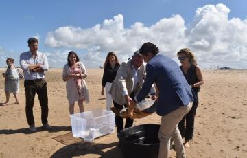 Liberadas dos tortugas marinas en la playa de Camposoto rescatadas por SOS Caretta.
