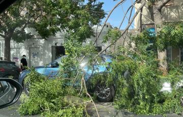 Árbol caído en la Avenida
