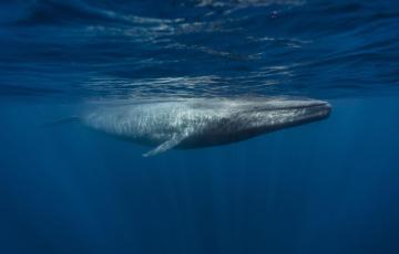 Ballena en el Ártico