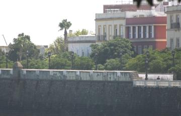 Ejemplares de arbolado de la Alameda
