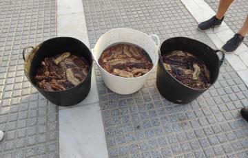 Holoturias incautadas por la policía