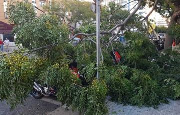 La rama ha dañado a 8 motos que estaban aparcadas