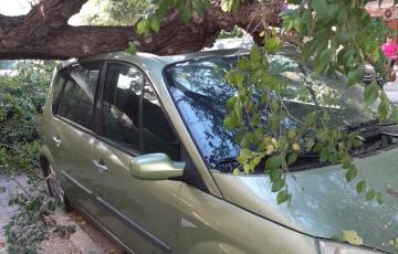Árbol caído en Bahía blanca