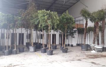 El Ayuntamiento de Cádiz ha iniciado esta semana su plan anual de rearbolado