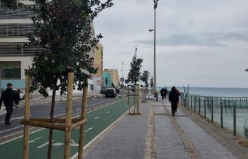 Son 49 árboles los que se han plantado en el Paseo Marítimo de la ciudad