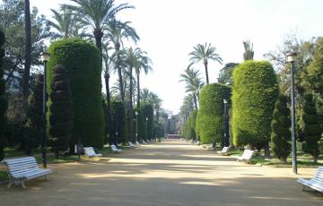 Se plantarán árboles más altos y más frondosos por toda la superficie urbana