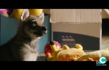 La película “El secreto de Vicky” del cineasta Denis Imbert se proyecta este jueves a las 22:00.